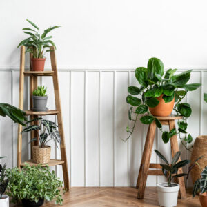 Plantes
