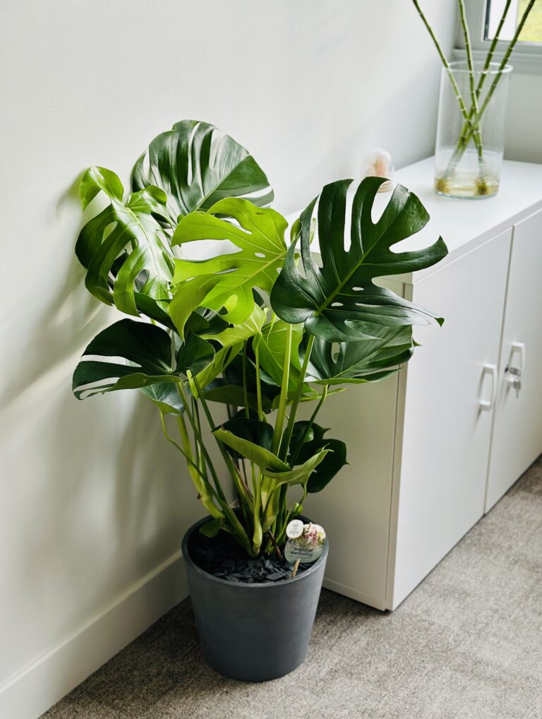 Monstera