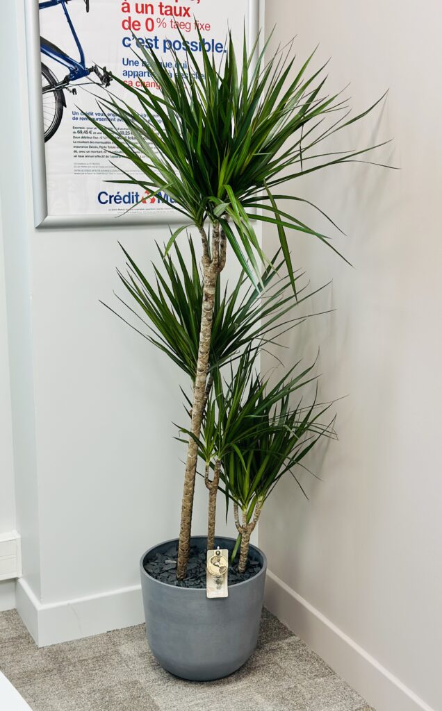 dracaena