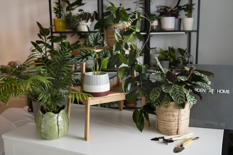 Plantes et luminosité